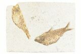 Limestone with Two Fossil Fish (Knightia alta) - Wyoming #361115-1